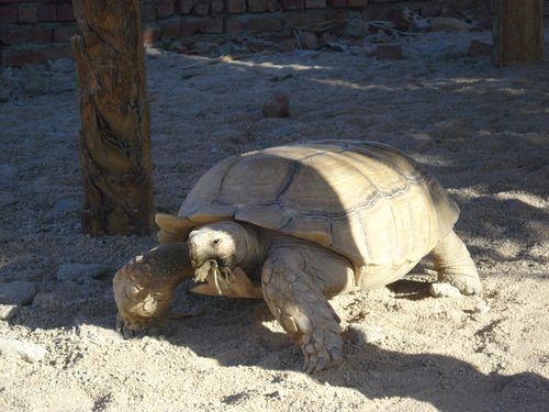 Sahel Tortoise, Centrochelys sulcata