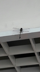 Ictinogomphus decoratus