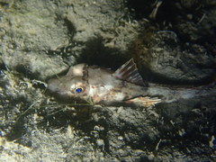 Chelidonichthys lucerna