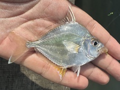 Common Ponyfish photo 2