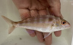 Notchedfin Threadfin Bream photo 1