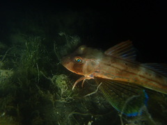Chelidonichthys lucerna
