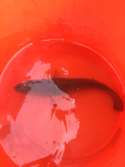 Micropterus salmoides