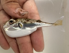 Suez Puffer photo 3
