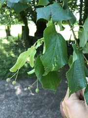 Tilia × europaea