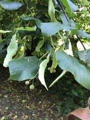 Tilia × europaea