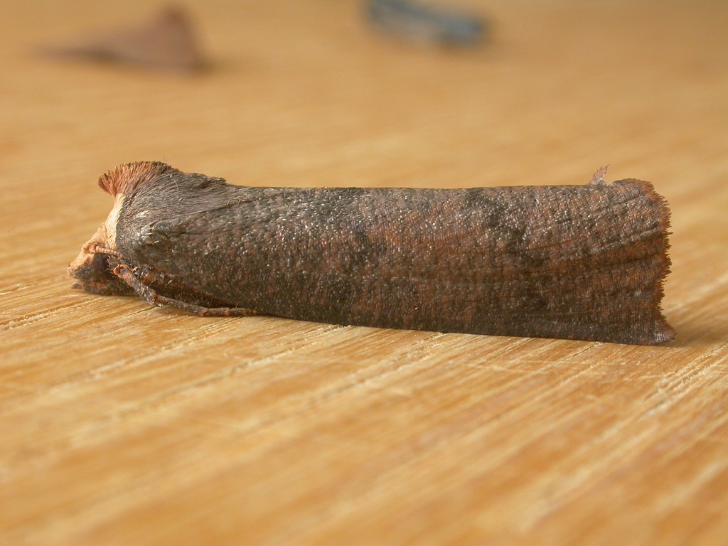 Fisera eribola