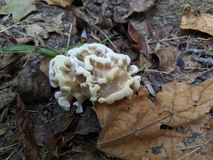 Sparassis spathulata