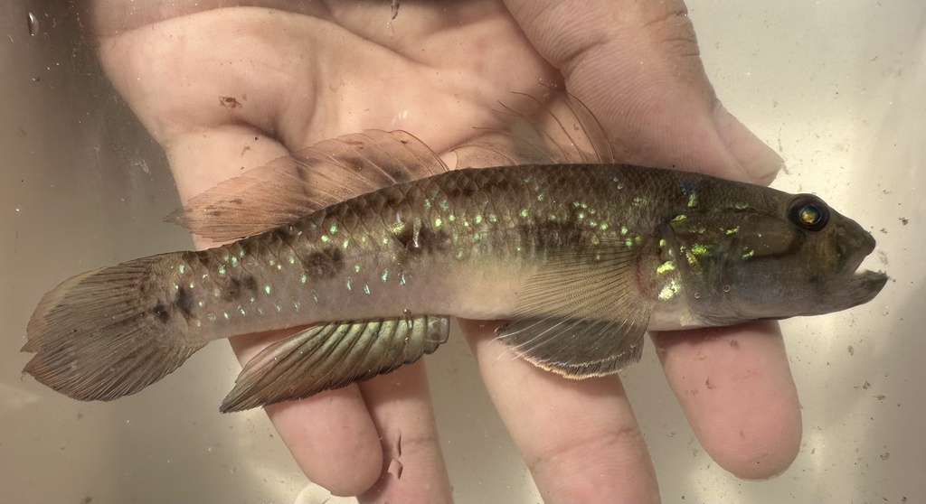 Spotted Green Goby
