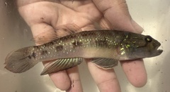Spotted Green Goby photo 1