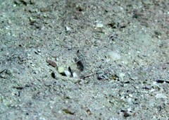 Ctenogobiops crocineus