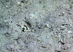 Ctenogobiops crocineus