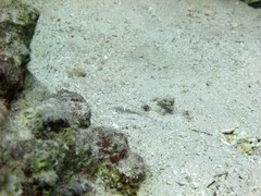 Ctenogobiops crocineus