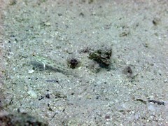 Ctenogobiops crocineus