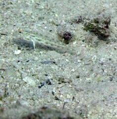 Ctenogobiops crocineus