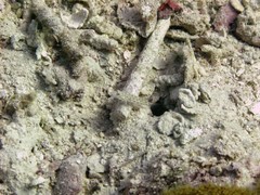 Ctenogobiops crocineus