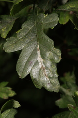 Phyllonorycter leucographella