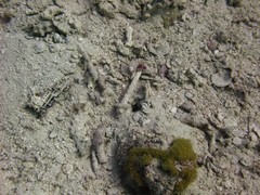 Ctenogobiops crocineus