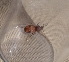Micrixys distincta