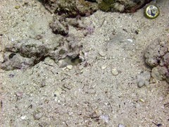 Ctenogobiops crocineus