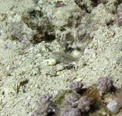 Ctenogobiops crocineus