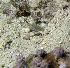 Ctenogobiops crocineus