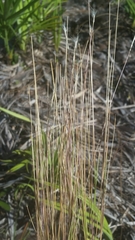 Schizachyrium gracile