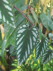 Cissus discolor
