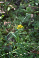 Solidago riddellii