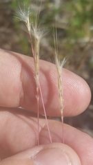 Schizachyrium gracile
