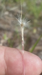 Schizachyrium gracile