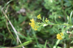 Solidago riddellii