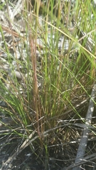 Schizachyrium gracile