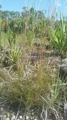 Schizachyrium gracile