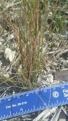 Schizachyrium gracile