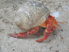Coenobita perlatus