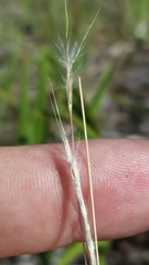 Schizachyrium gracile