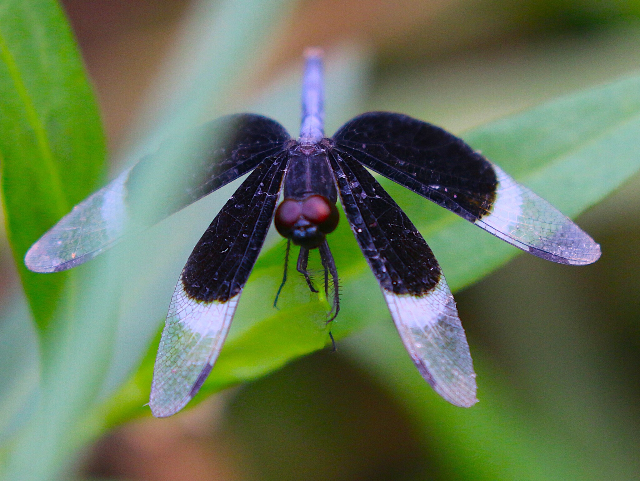 Pied Paddy Skimmer