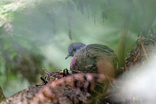 Bronze Ground Dove (Pampusana beccarii), photo 6