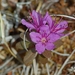 Rhododendron lapponicum - Photo (c) Don Henise, algunos derechos reservados (CC BY)