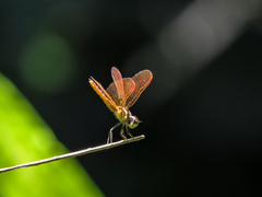 Perithemis domitia