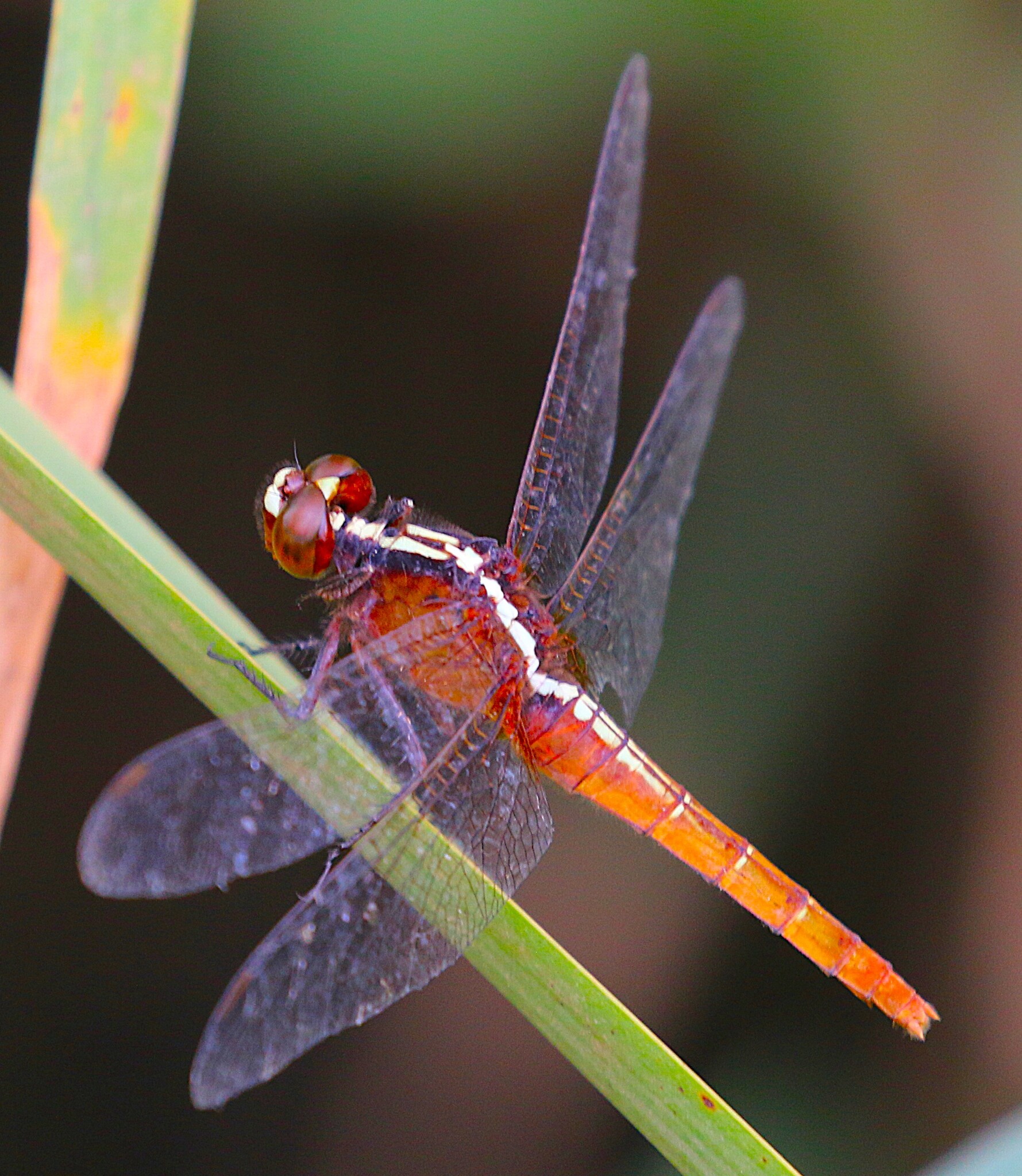 Rufous Marsh Glider
