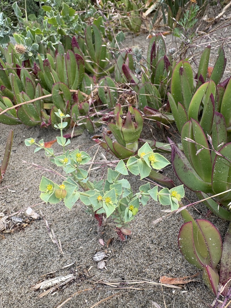 Euforbia di Terracina