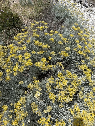 Curry plant