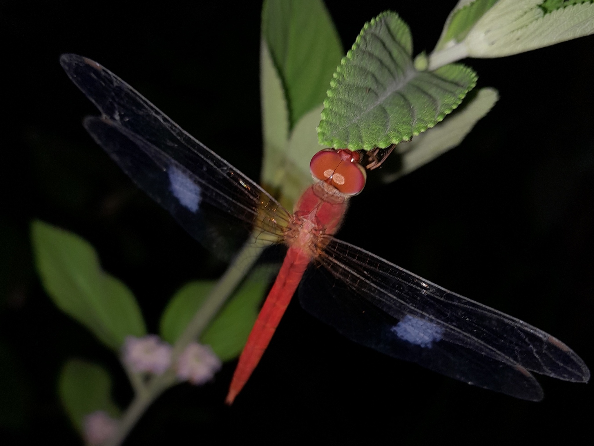 Coral-Tailed Cloudwing