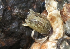 Sphaeroma quoianum