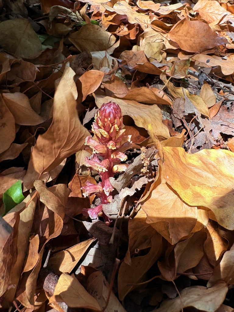 Orobanche du lierre