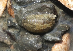 Sphaeroma quoianum