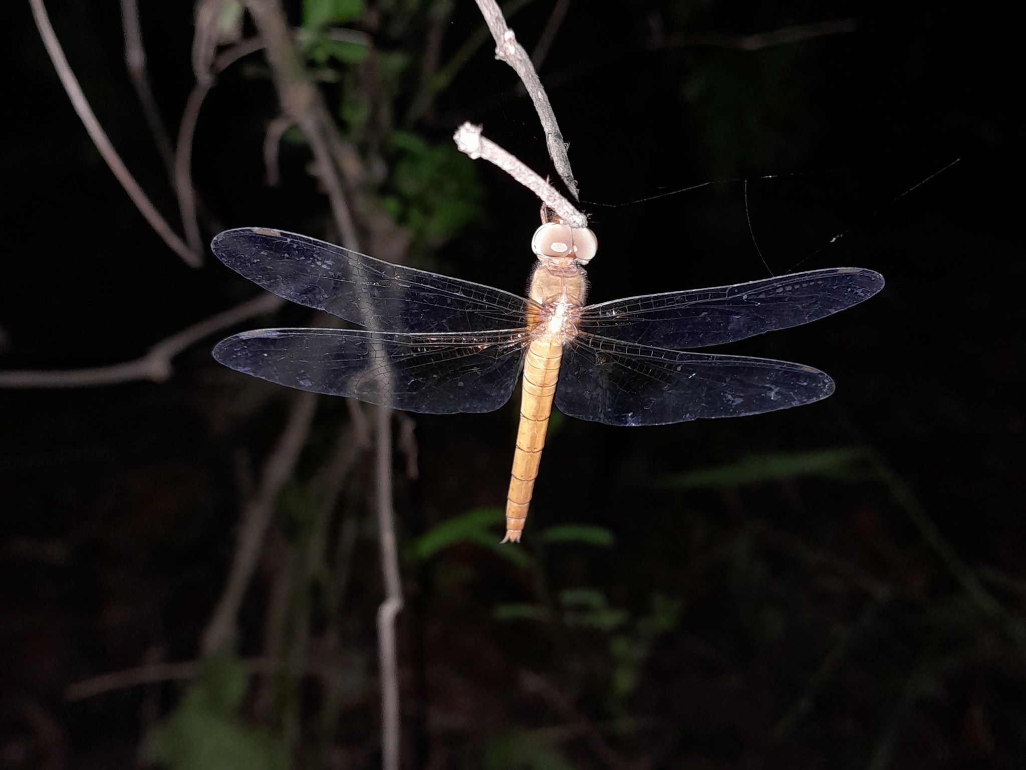 Coral-Tailed Cloudwing