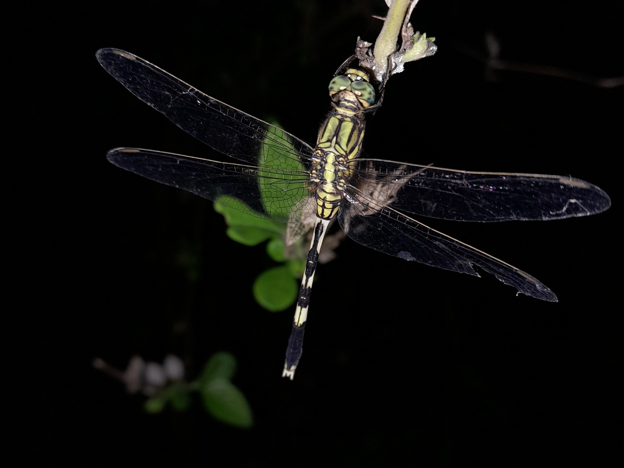 Slender Skimmer